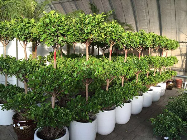 廣州綠植租擺(bai)給(gei)商場(chang)的幾點建議 趕緊收藏起來(lai)